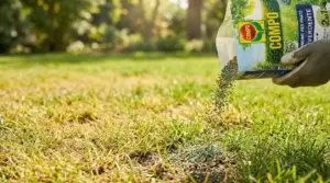 Concime granulare su prato giallo e diradato in un giardino soleggiato