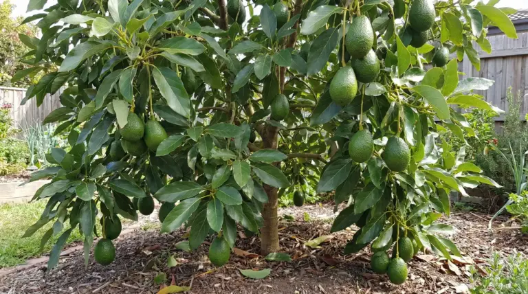 Albero di avocado in giardino con numerosi frutti verdi maturi tra le foglie