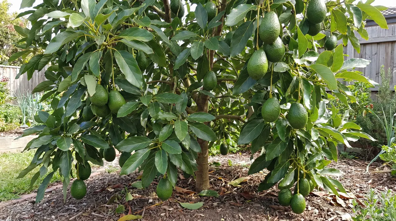 Albero di avocado in giardino con numerosi frutti verdi maturi tra le foglie
