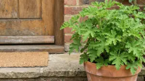 Pianta in vaso vicino all'ingresso di casa con porta in legno sullo sfondo